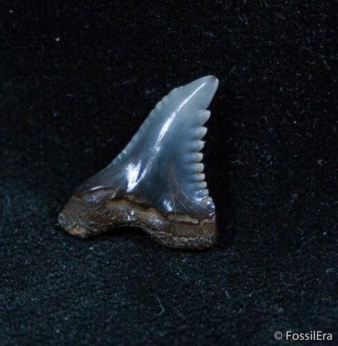 Hemipristis Curvatus Fossil Shark Tooth #1427